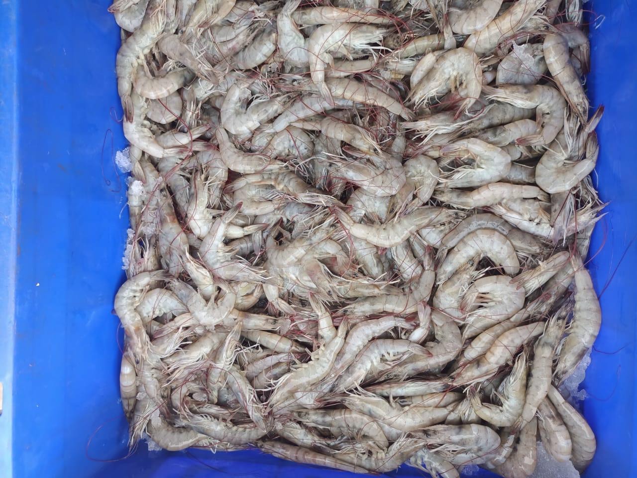Fresh premium shrimp in blue container — Saritha Aqua Farms